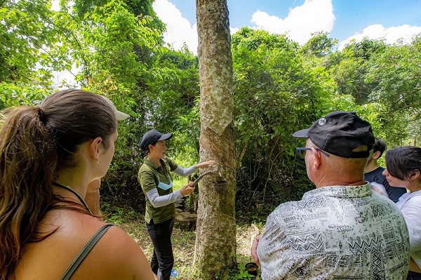 Tapping rubber